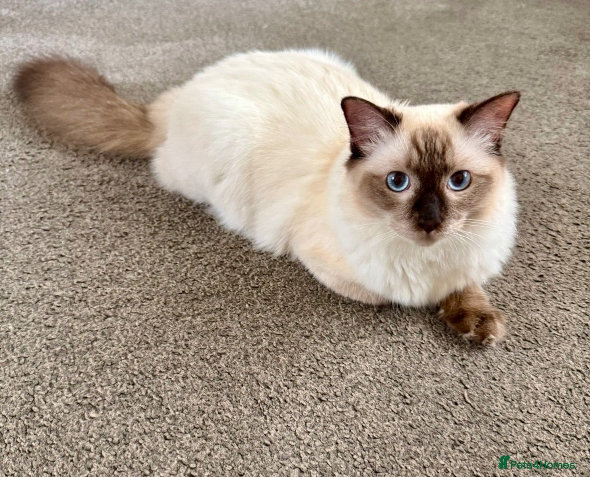 Ragdoll cats GCCF REGISTERED RAGDOLL BOY - Advert 4
