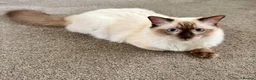 Ragdoll cats for sale: GCCF REGISTERED RAGDOLL BOY - Advert 1