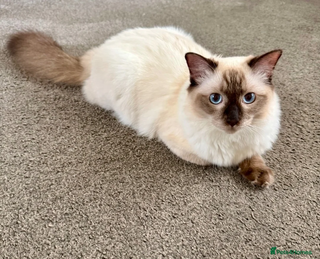 Ragdoll cats for sale: GCCF REGISTERED RAGDOLL BOY - Advert 1