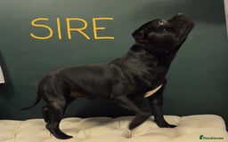 Staffordshire Bull Terrier dogs for sale: KC Registered Champions Bloodline Show Quality  - Image 18