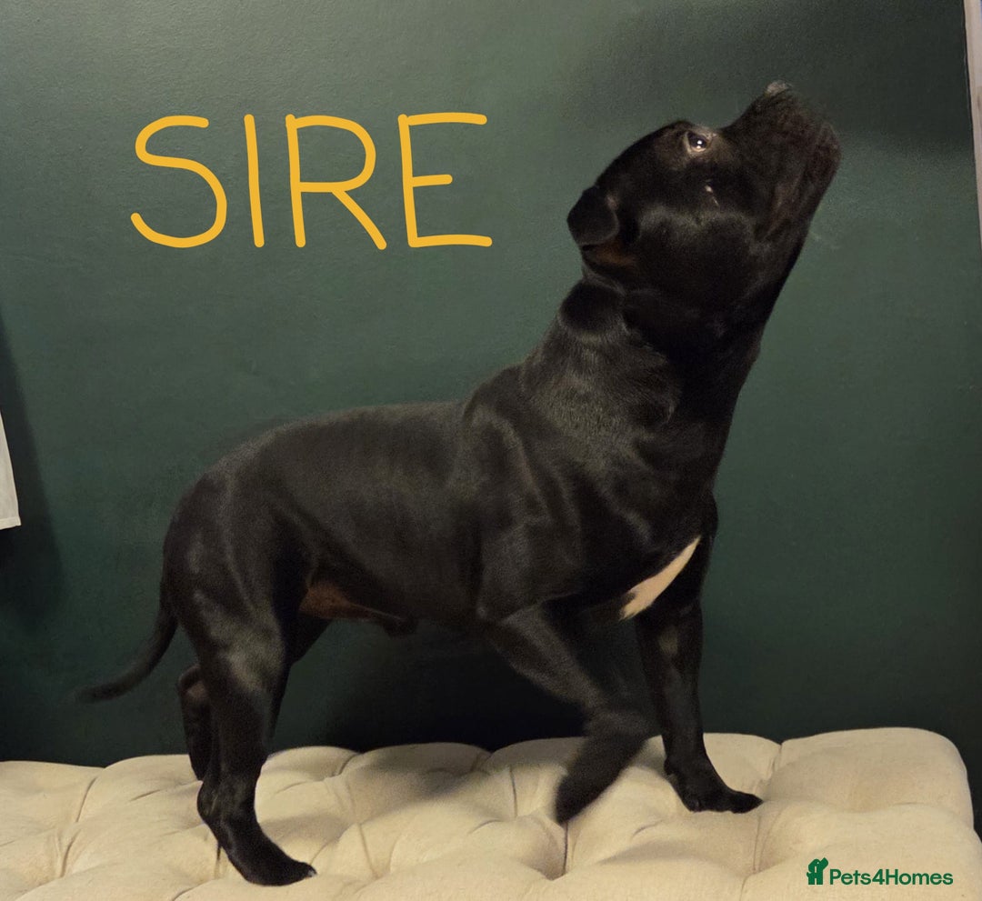 Staffordshire Bull Terrier dogs for sale: KC Registered Champions Bloodline Show Quality  - Image 18