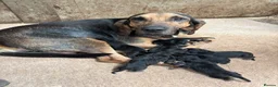 Bloodhound dogs for sale: Stunning bloodhound puppies  - Advert 2