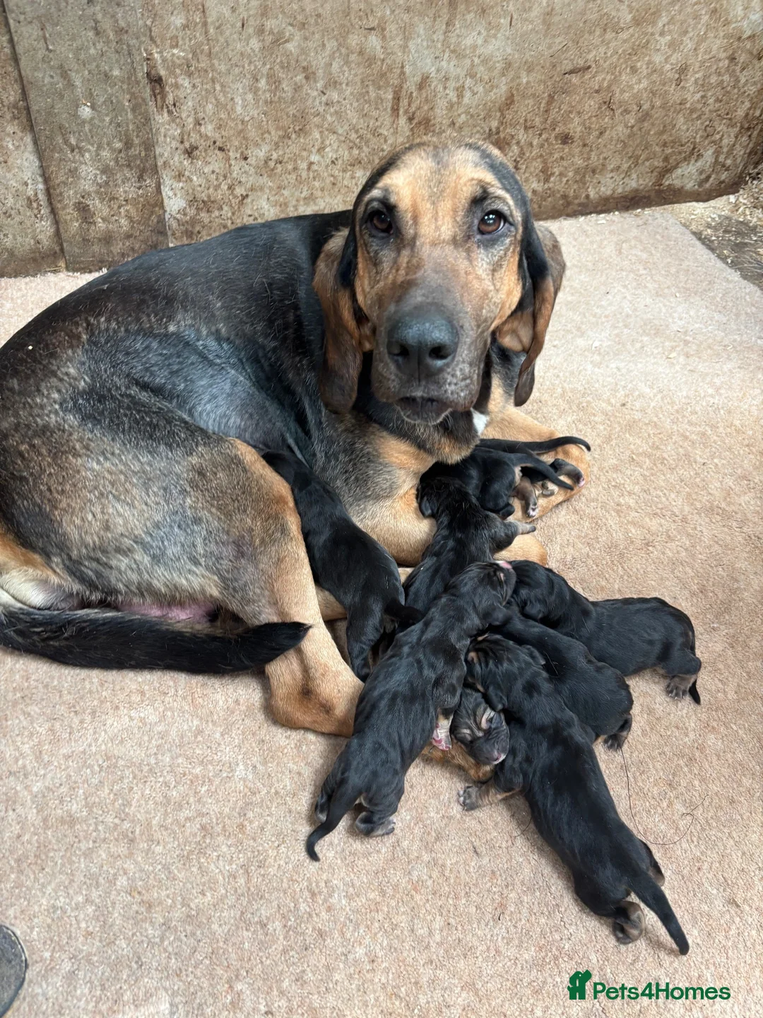 Bloodhound dogs for sale: Stunning bloodhound puppies  - Advert 2