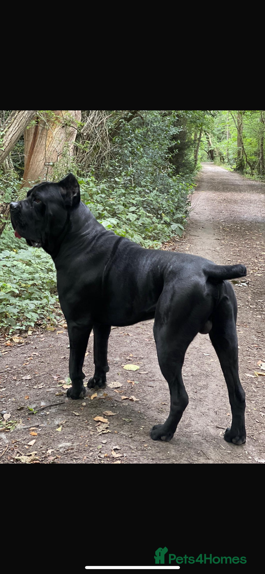 Cane Corso dogs for sale: Cane Corso Puppies – Champion European Lines - Advert 11