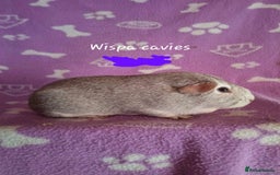 Guinea Pig rodents for sale: Chinchilla guinea pigs avaliable  - Image 2
