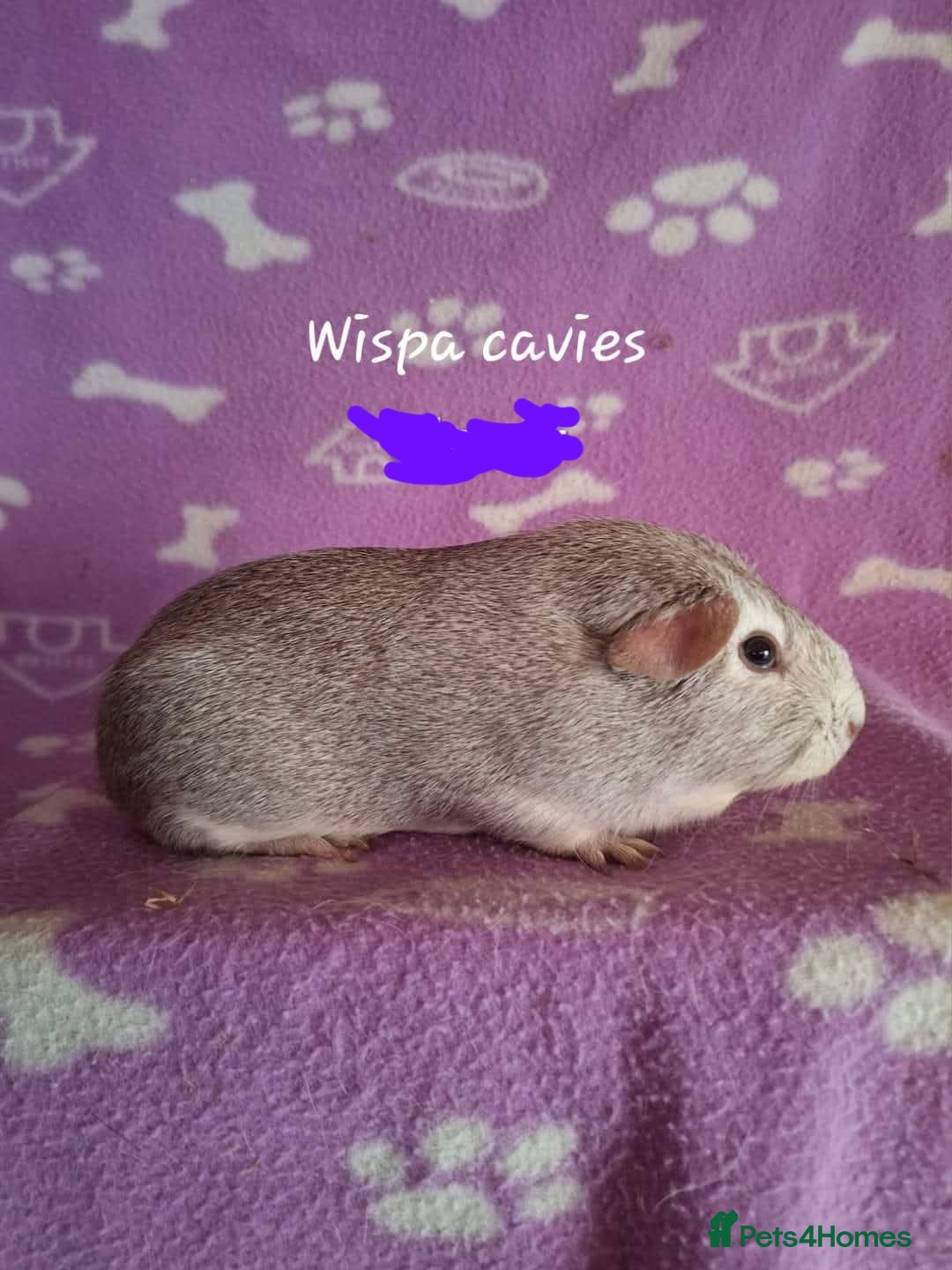 Guinea Pig rodents for sale: Chinchilla guinea pigs avaliable  - Image 2