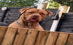 Dogue De Bordeaux dogs for sale: DDB for re-homing  - Image 1