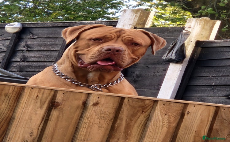 Dogue De Bordeaux dogs - Advert 1