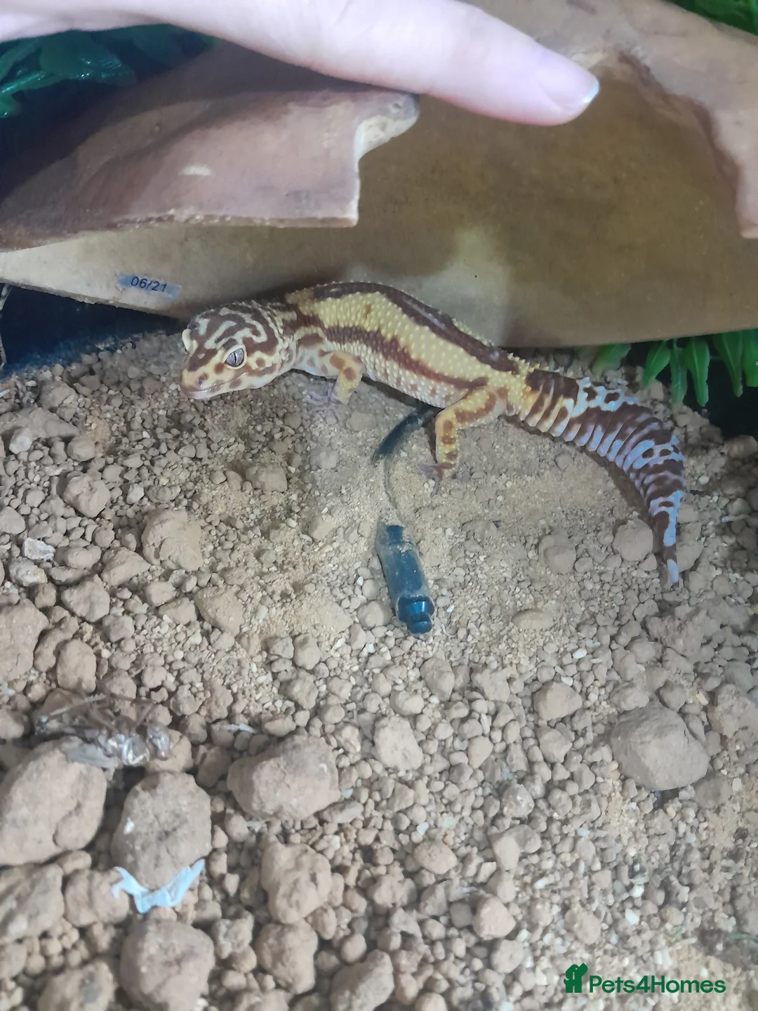Leopard Gecko reptiles for sale: Leopard gecko - Advert 3