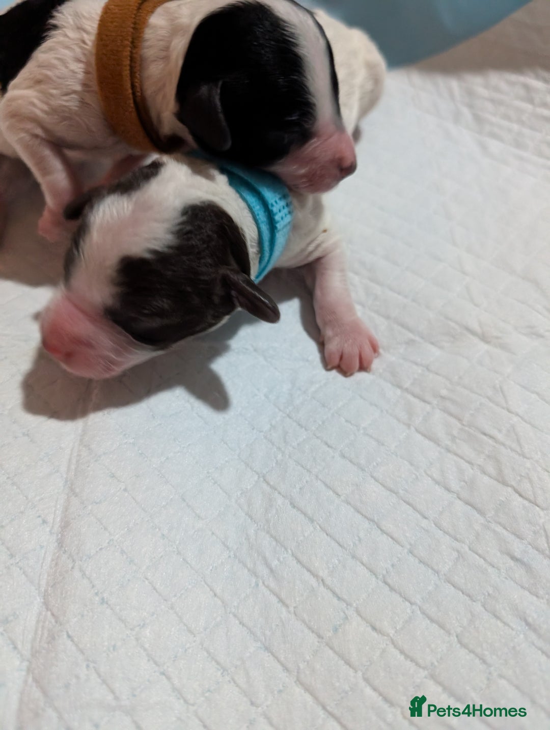 Miniature Poodle dogs for sale: Beautiful miniature parti - Advert 4