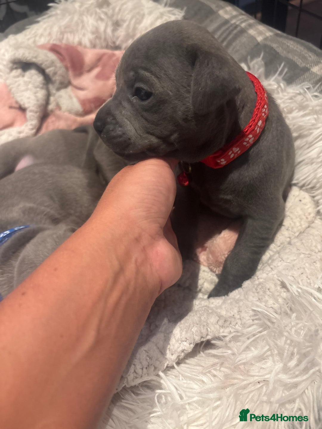Staffordshire Bull Terrier dogs for sale: 💥READY TO LEAVE NOW 💥 PURE BLUE STAFFS PUPS🩵 in Barnsley - Image 17