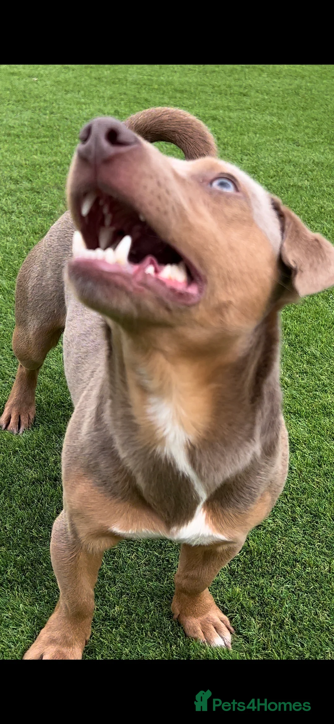 Jack Russell dogs for stud: DONJACKS RANGER - imported lilac & tan stud dog in Doncaster - Advert 10