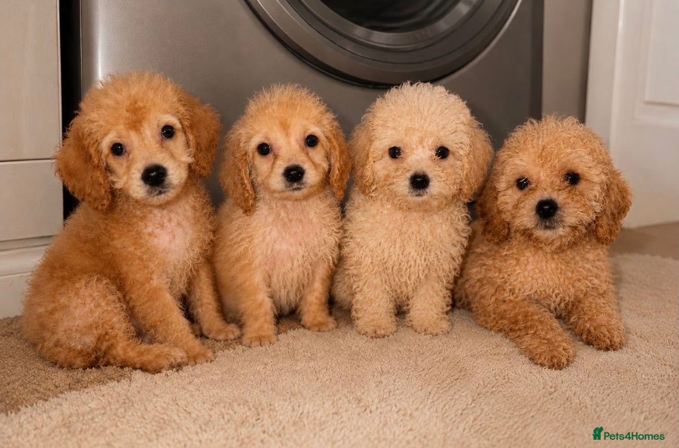 Cockapoo dogs TOY COCKAPOO PUPPIES FOR SALE  🐾 - Advert 1