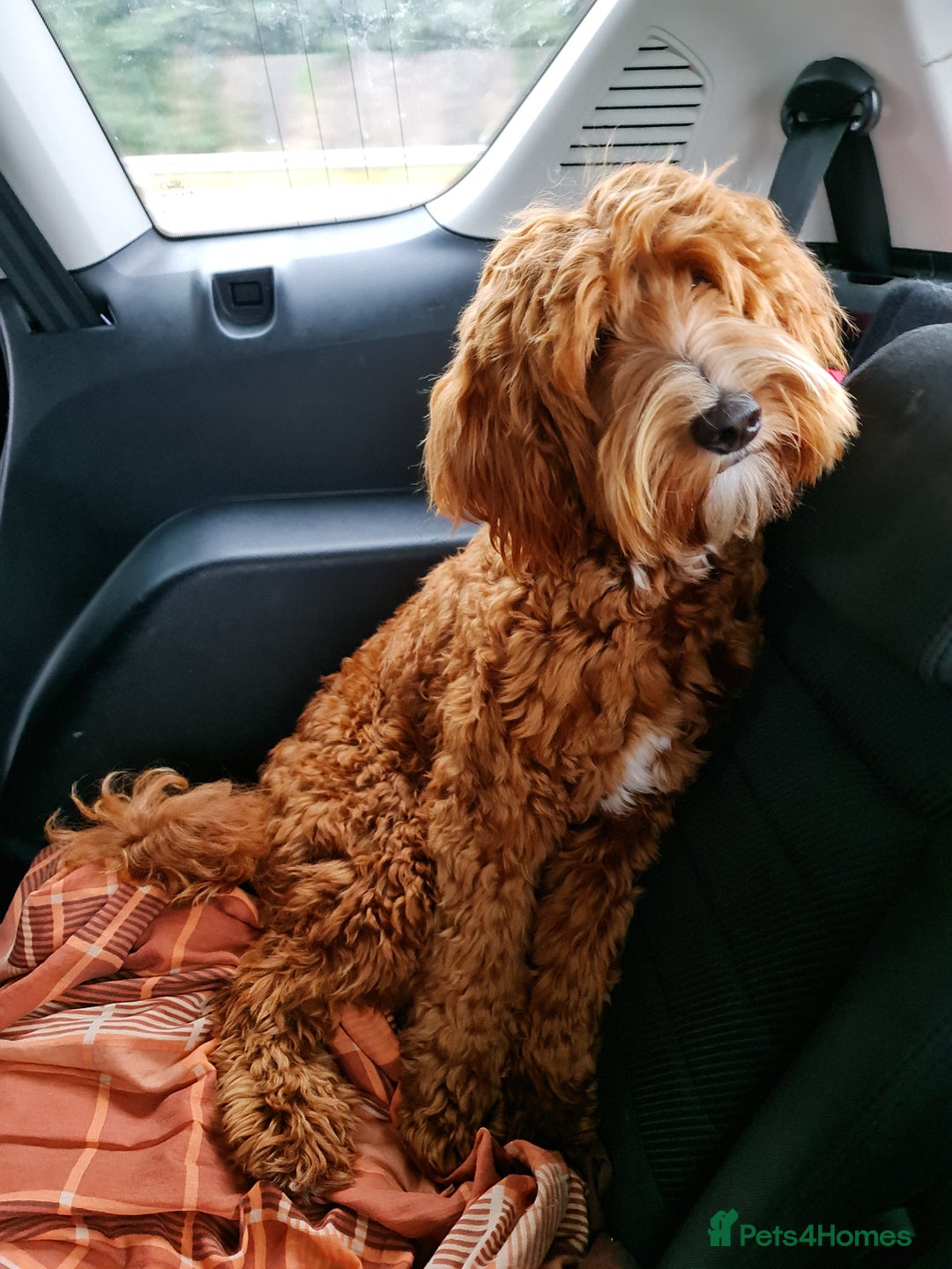 Australian Labradoodle dogs for sale: Couscous' Next Multigen ALD Litter Planned! - Advert 1