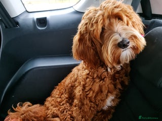 Australian Labradoodle dogs Couscous' Next Multigen ALD Litter Planned! - Advert 1