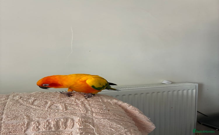 Parakeets birds - Advert 1
