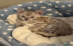 Bengal cats for sale: Beautiful Bengal Kittens Brown & Snows - Image 5