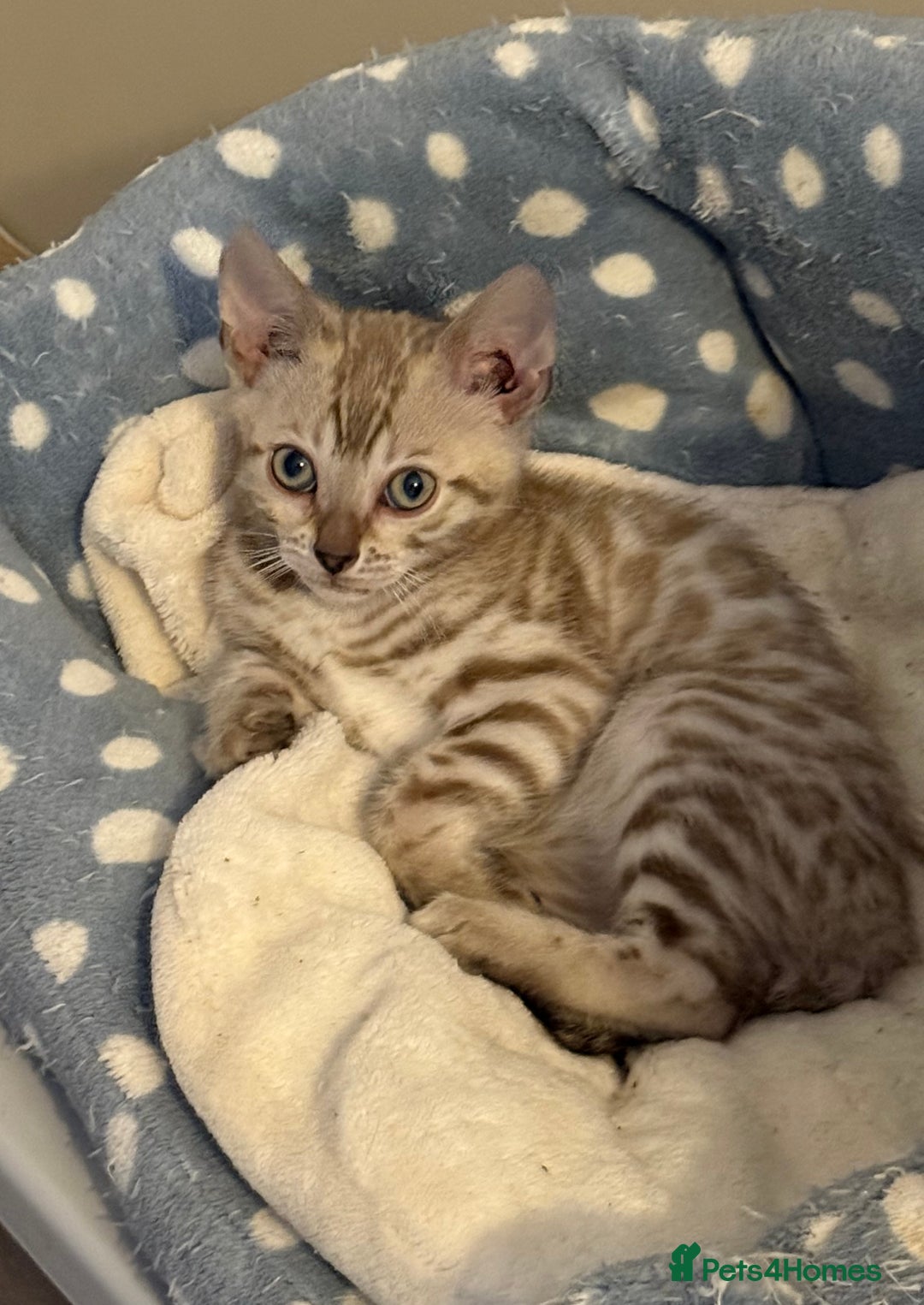 Bengal cats for sale: Beautiful Bengal Kittens Brown & Snows - Image 5