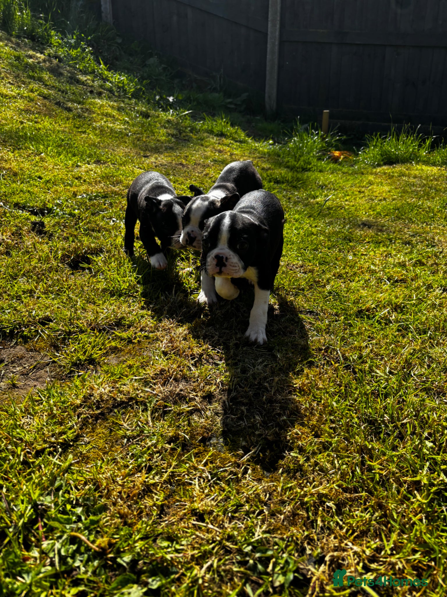 Boston Terrier dogs Boston terrier puppies KC registered  - Advert 1
