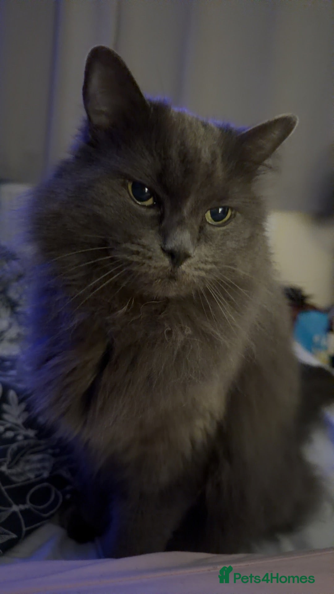 British Longhair cats 🐾 Lola looking for her new forever home 🐾 - Advert 1