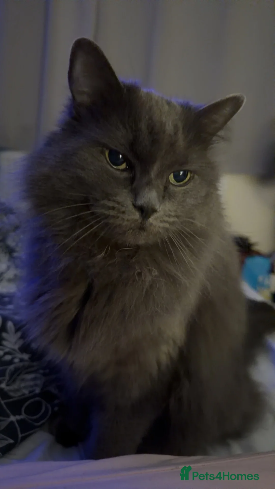 British Longhair cats for sale: 🐾 Lola looking for her new forever home 🐾 in Chesterfield - Advert 1
