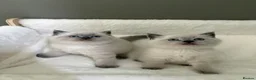 Scottish Fold cats for sale: Scottish fold British shorthair kittens  - Advert 8