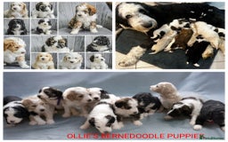 Goldendoodle dogs for stud: FULLY HEALTH TESTED! MOYEN POODLE STUD! in Kettering - Image 29