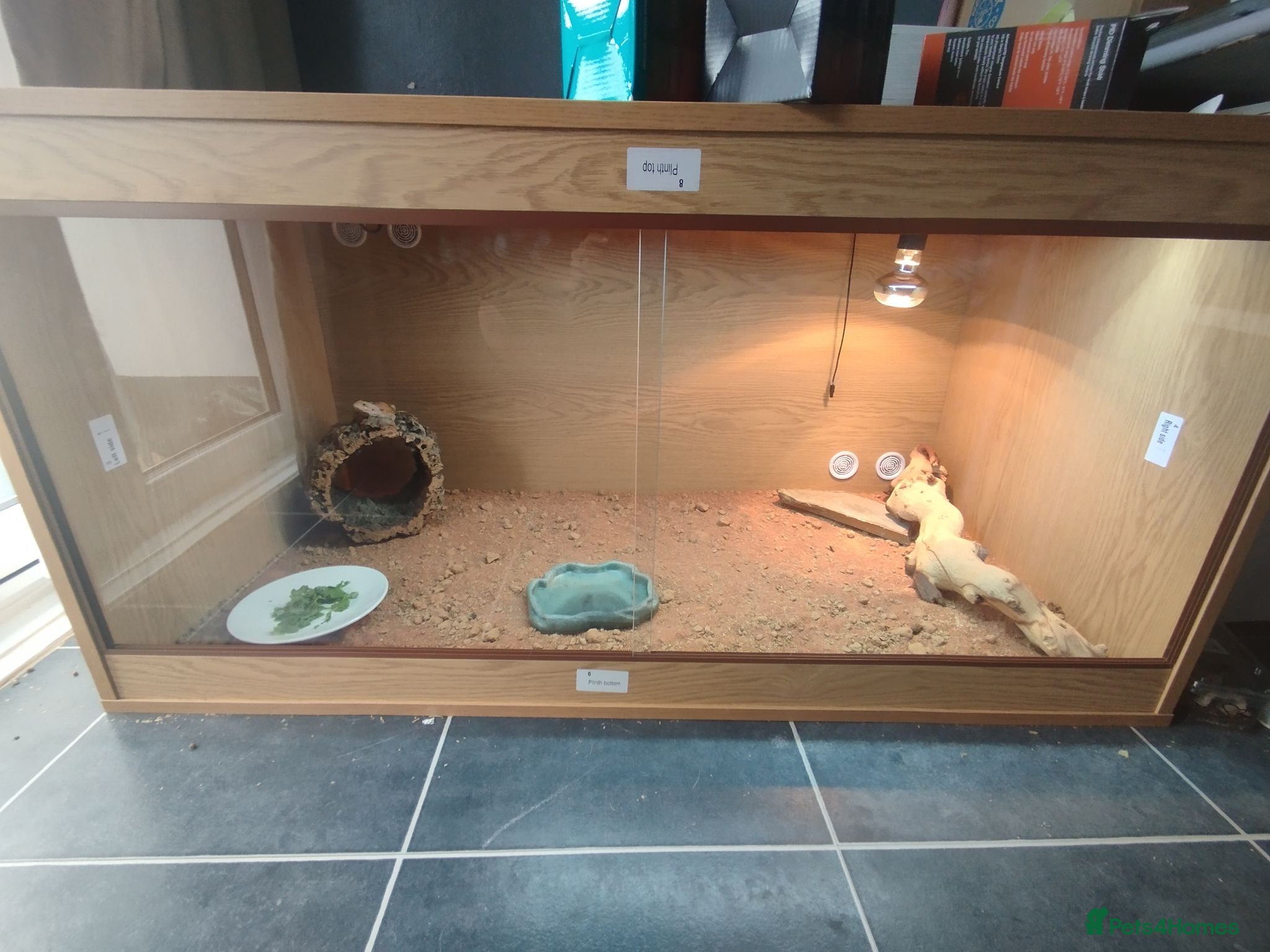 Bearded Dragon reptiles Beard dragon and full set up  - Advert 1