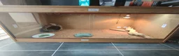 Bearded Dragon reptiles for sale: Beard dragon and full set up  - Advert 1