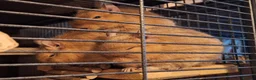 Degus rodents for sale: Trio of Sandy Female Degus - Advert 2
