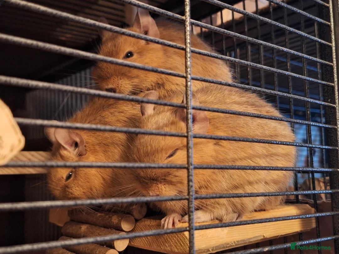 Degus rodents for sale: Trio of Sandy Female Degus - Advert 2