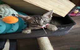 Maine Coon cats for sale: Mainecoon x  - Image 17