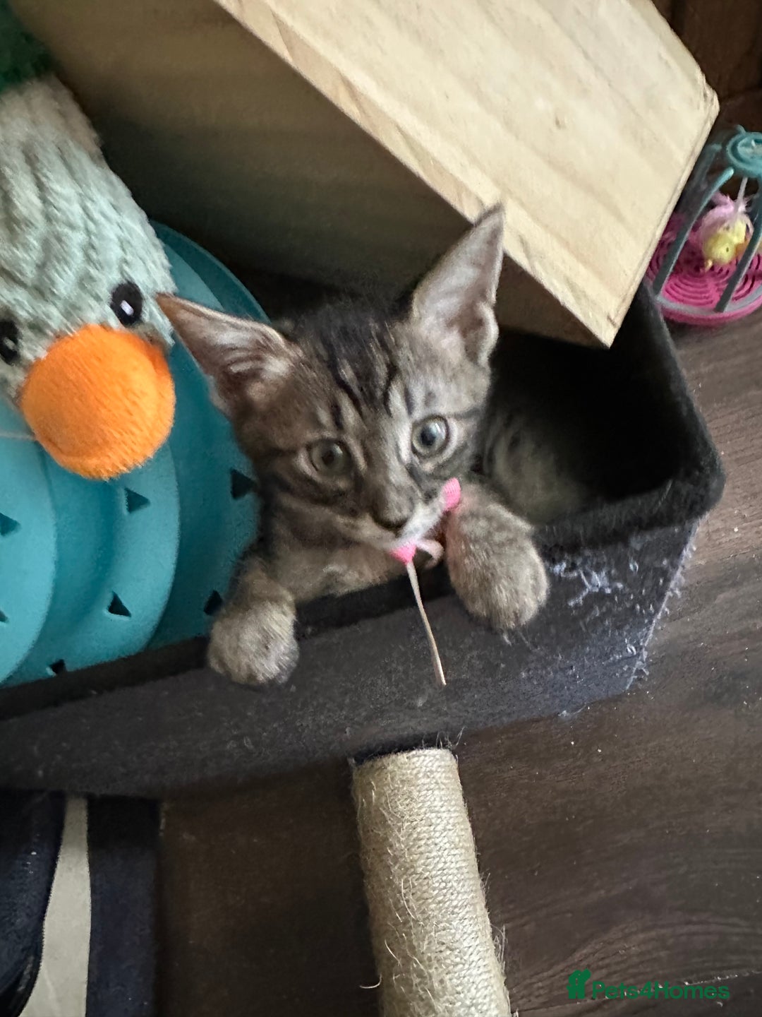 Maine Coon cats for sale: Mainecoon x  - Image 17
