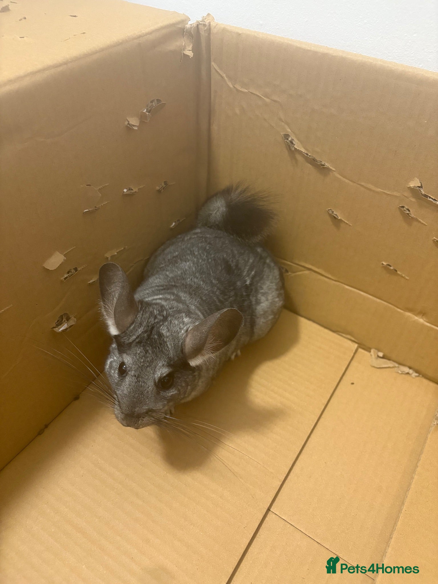 Chinchilla rodents Cupcake the chinchilla.  - Advert 9