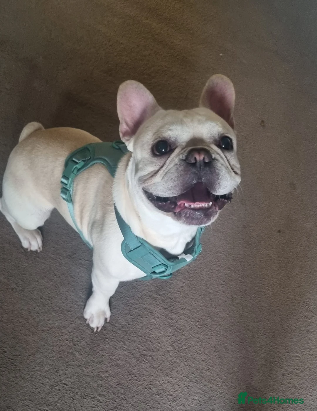 French Bulldog dogs for sale: French Bulldog in Huddersfield - Advert 2