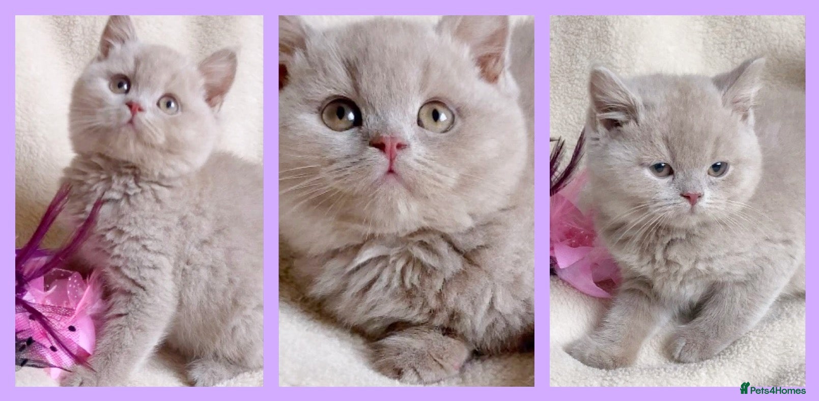 British Shorthair cats Gorgeous British Shorthairs Available TICA Reg - Advert 4