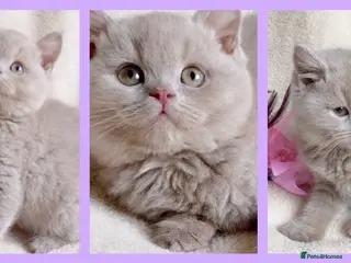 British Shorthair cats Gorgeous British Shorthairs Available TICA Reg - Advert 4