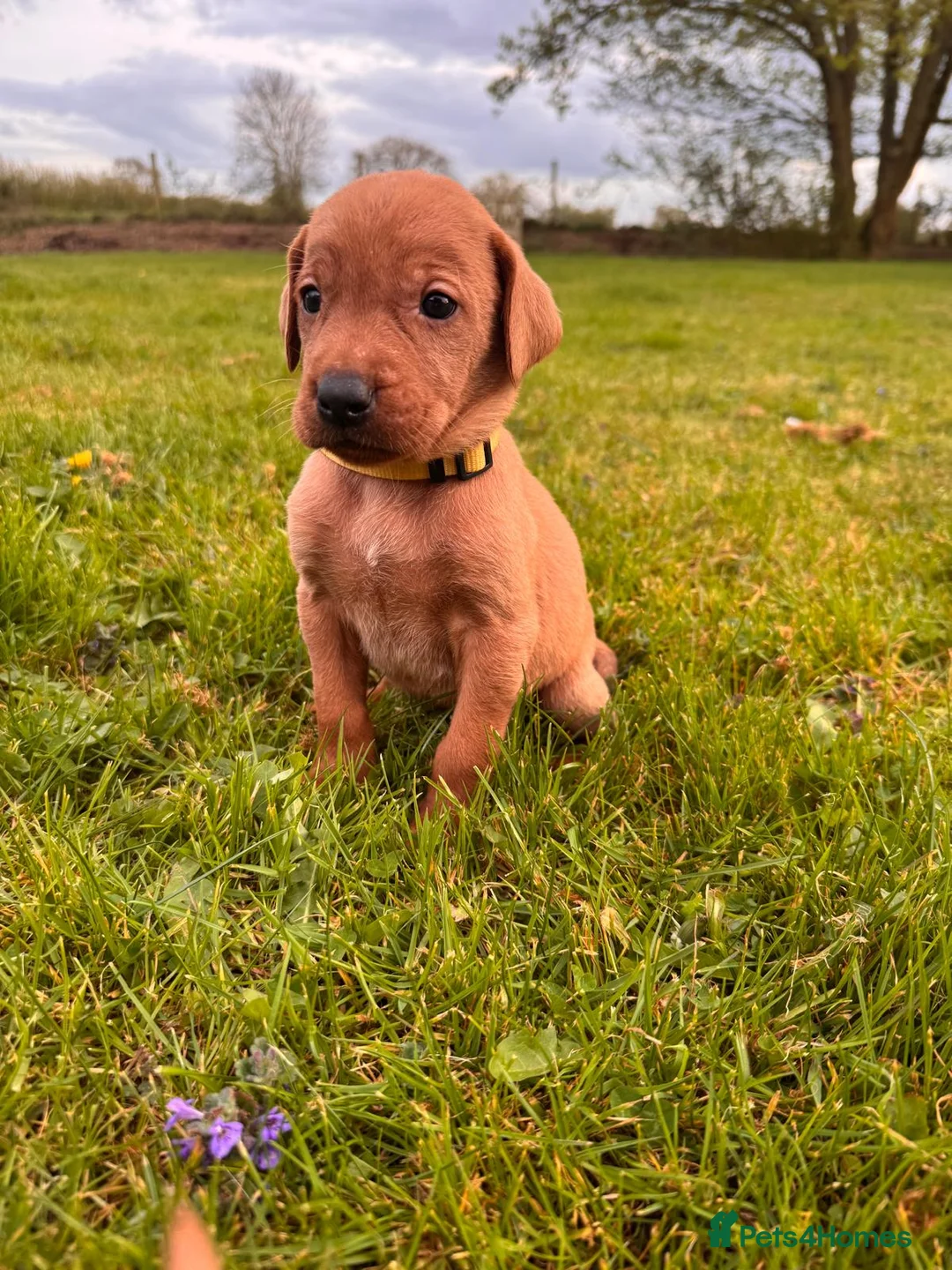 Mixed Breed dogs for sale: Fox Red Labrador Puppies for sale  in Bungay - Advert 5