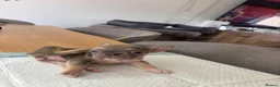 French Bulldog dogs for sale: French bulldog ( fluffy bloodline) - Advert 17