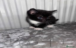 British Shorthair cats for sale: Litter of five kittens looking for forever home - Advert 3