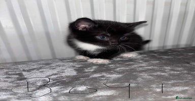 British Shorthair cats Litter of five kittens looking for forever home - Advert 12