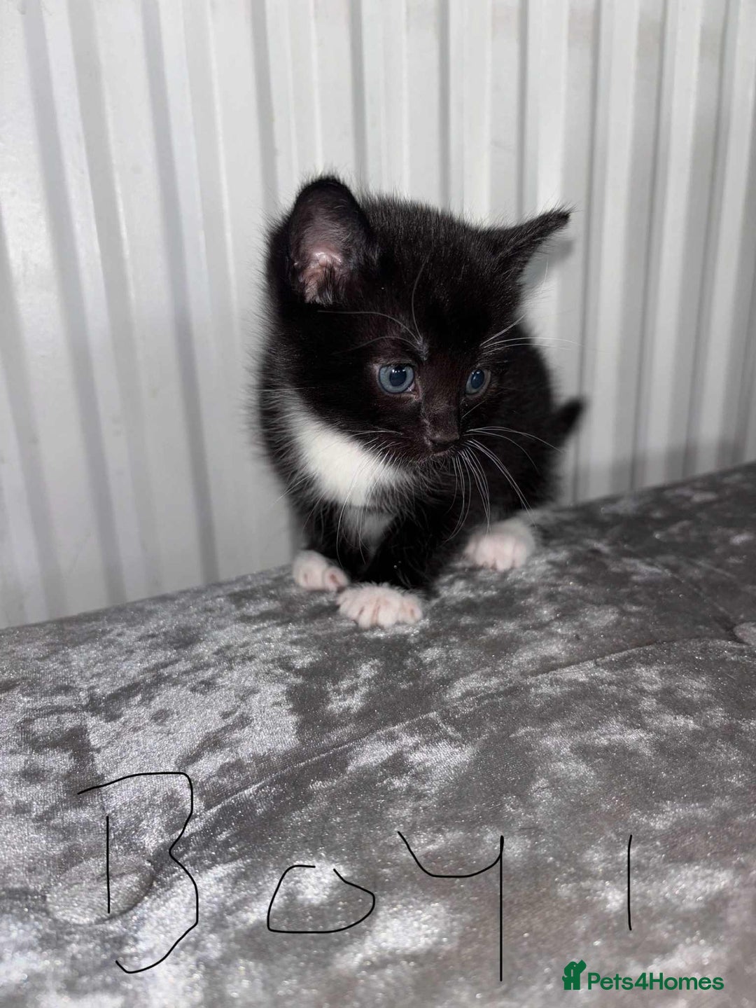British Shorthair cats for sale: Litter of five kittens looking for forever home - Advert 3