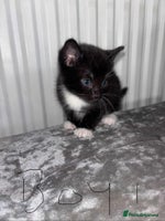 British Shorthair cats Litter of five kittens looking for forever home - Advert 5