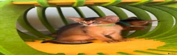 Abyssinian cats for sale: 🎖🏆🏅last 2 Abyssinian kittens  - Advert 9