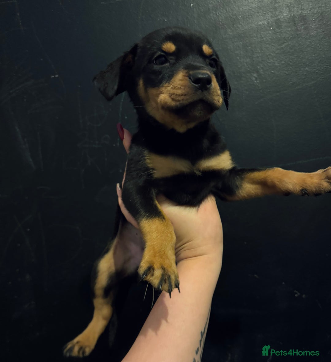 Mixed Breed dogs for sale: Rottie Bordeaux puppies - Advert 9