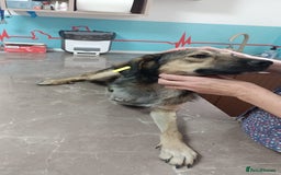 Mixed Breed dogs for adoption: HONEY !  a Lovely 3 LEGGED Boy - for a Loving Home - Image 2
