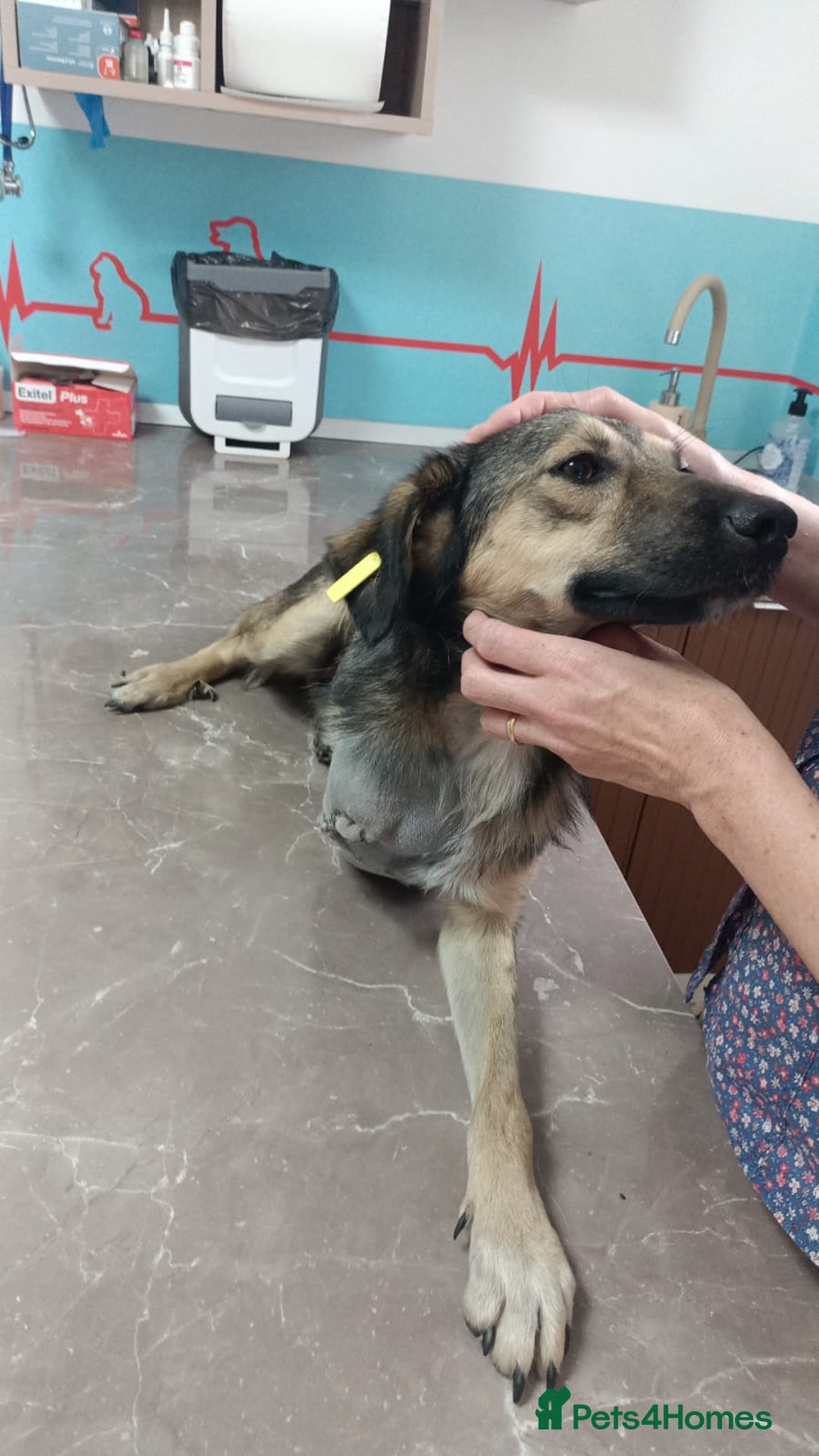Mixed Breed dogs for adoption: HONEY !  a Lovely 3 LEGGED Boy - for a Loving Home - Image 2