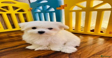 Maltese dogs - Advert 10