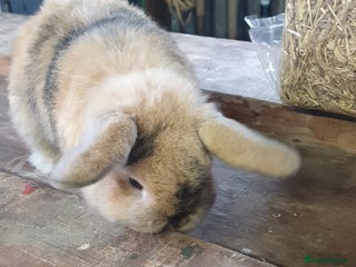 Mini Lop rabbits - Advert 1