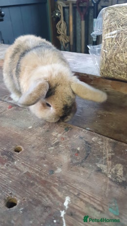 Mini Lop rabbits - Advert 6